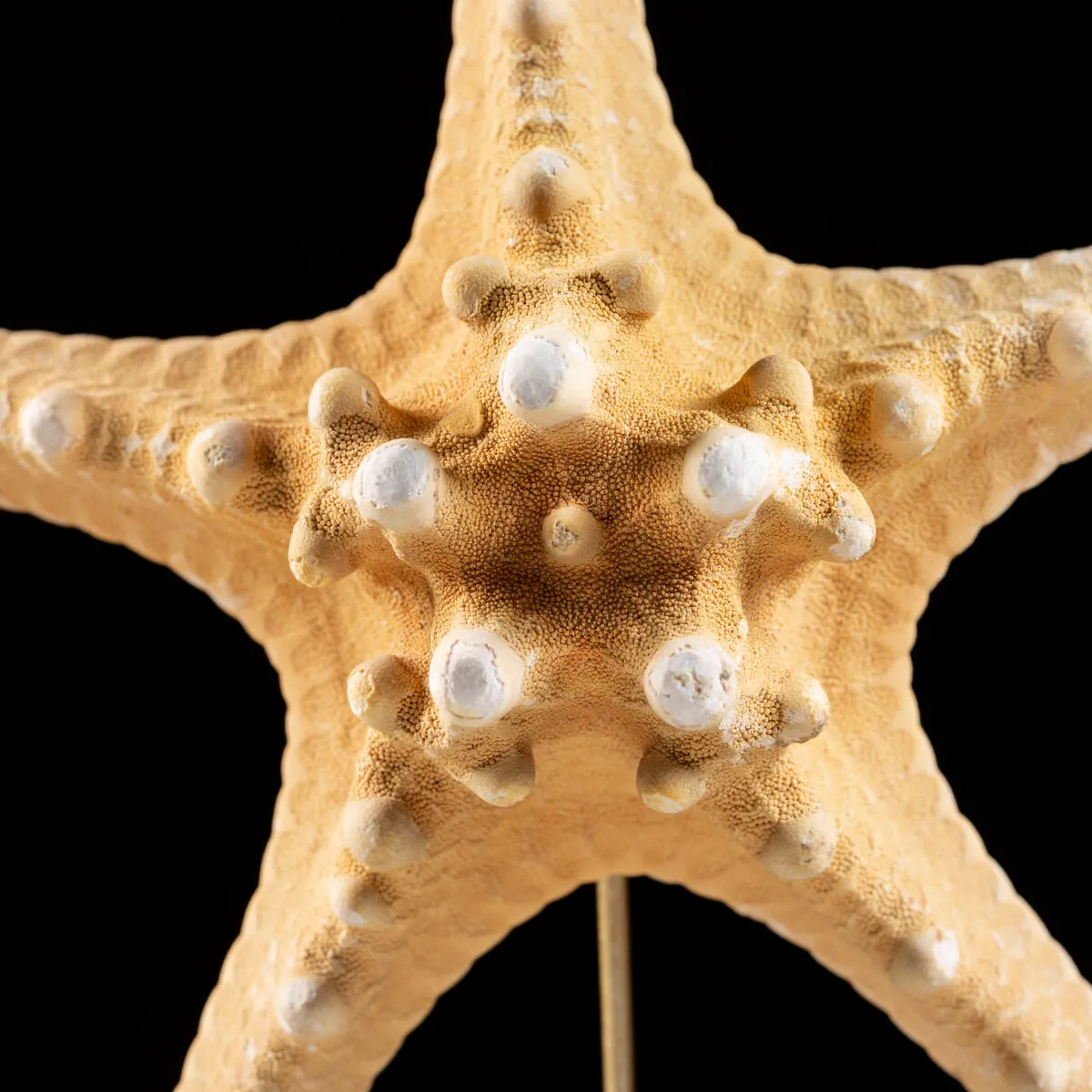 Stella Marina su Piedistallo