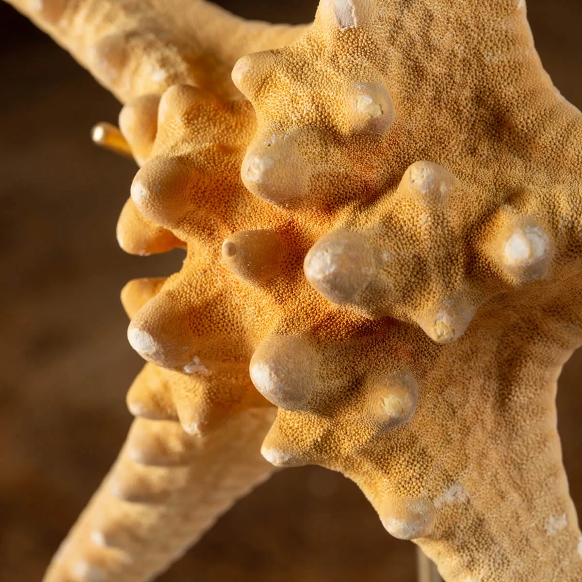 Stella Marina su Piedistallo