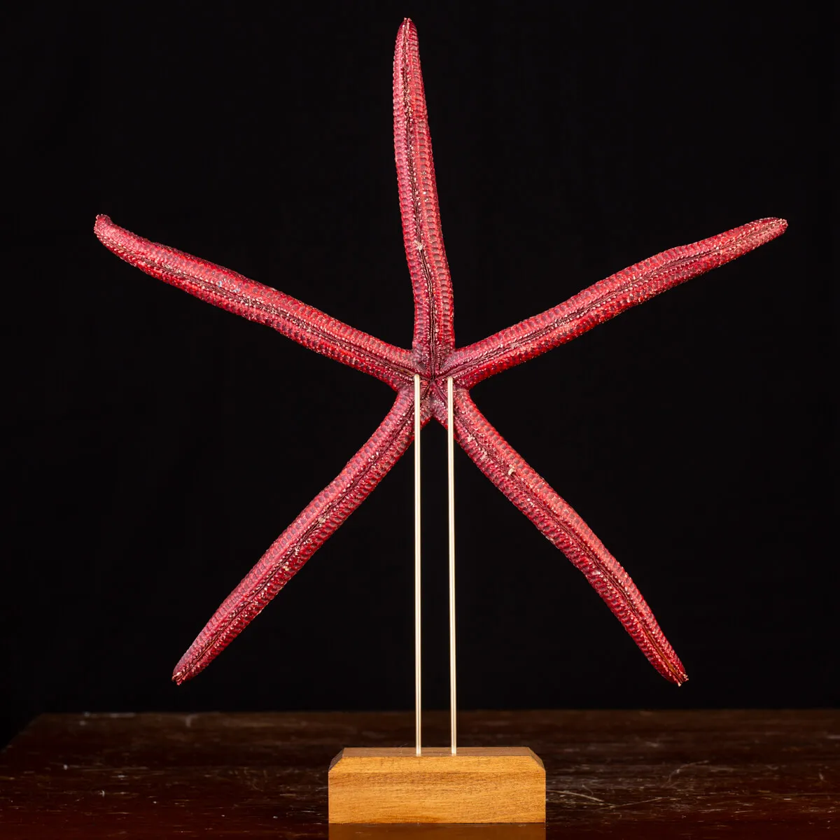 Stella Marina: Ophidiaster Ophidianus.