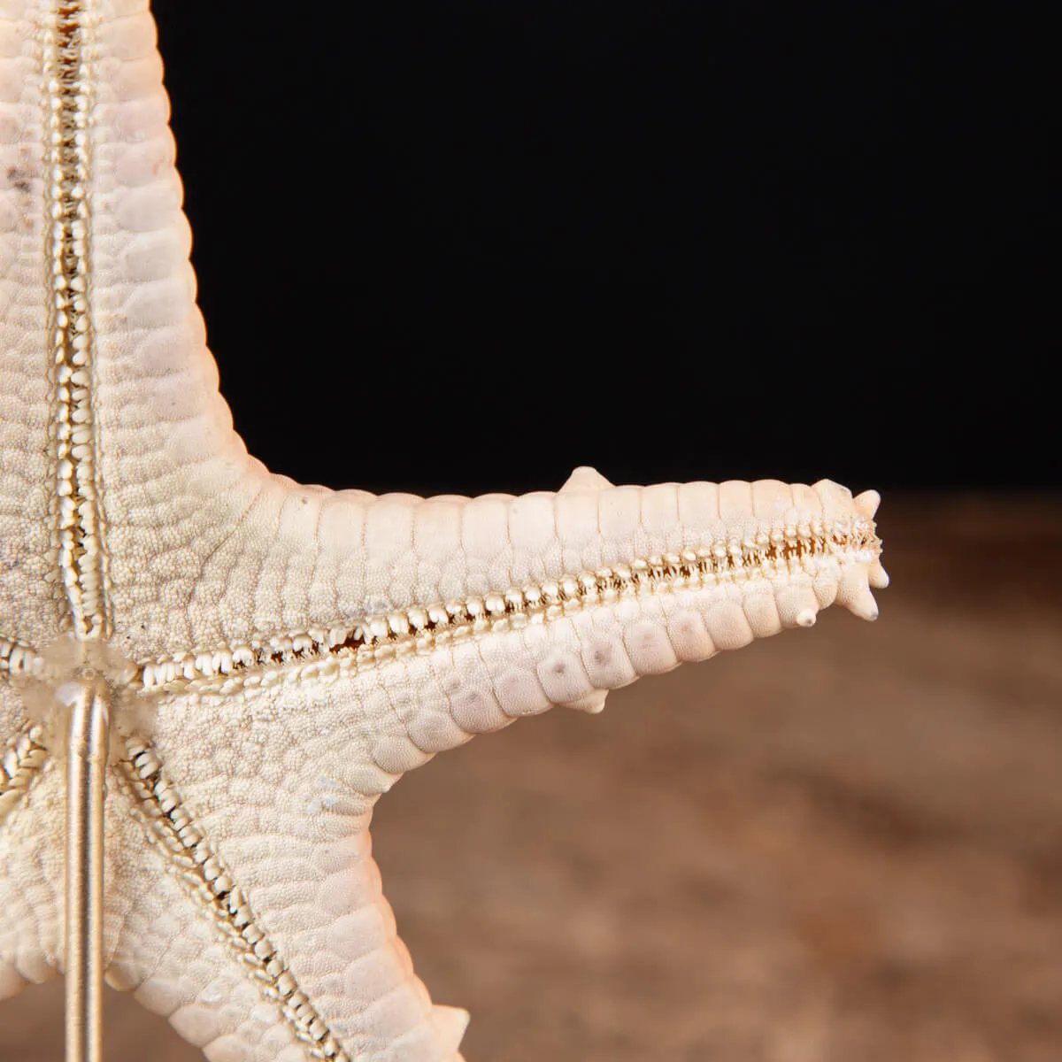 Stella di Mare su base in Ottone.