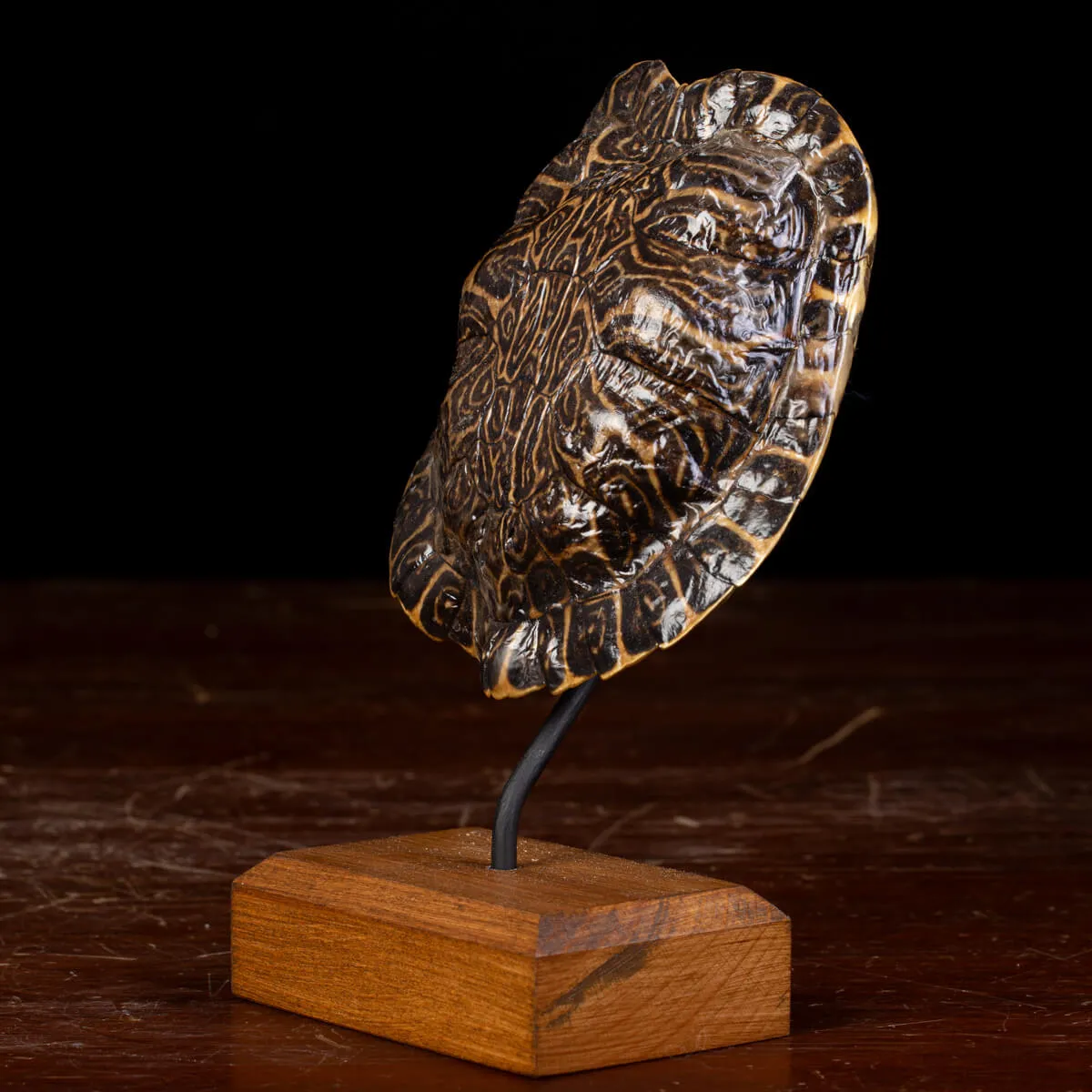 Testuggine Palustre Europea Trachemys Scripta su Base Artistica in Legno.