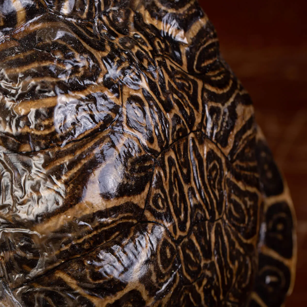 Testuggine Palustre Europea Trachemys Scripta su Base Artistica in Legno.