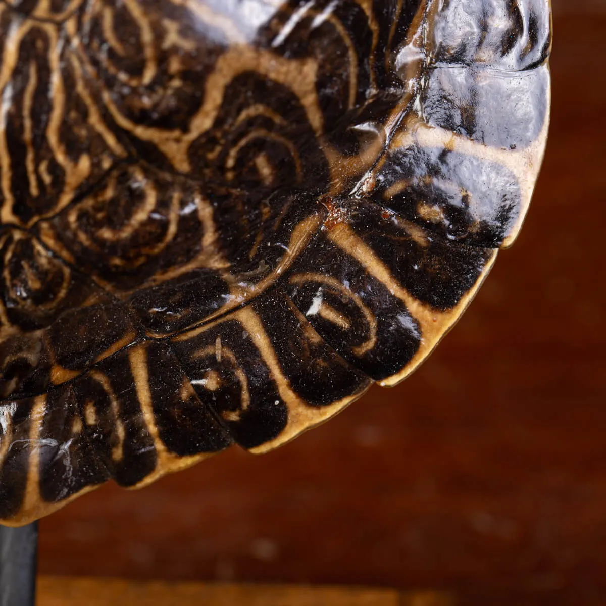 Testuggine Palustre Europea Trachemys Scripta su Base Artistica in Legno.