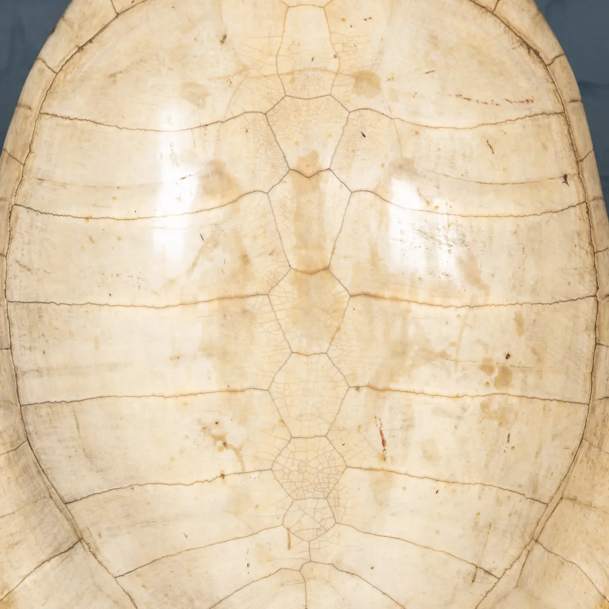 Carapace Tartaruga Albina su Piedistallo