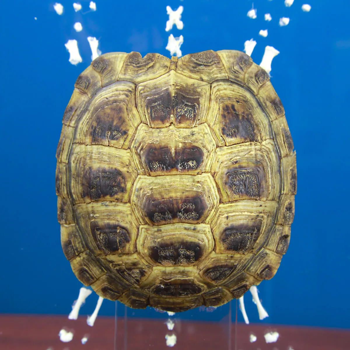 Scheletro e Carapace Tartaruga Russa