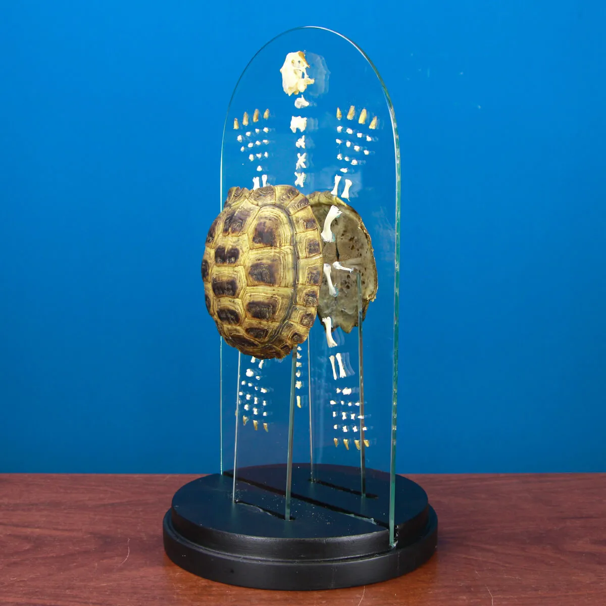 Scheletro e Carapace Tartaruga Russa
