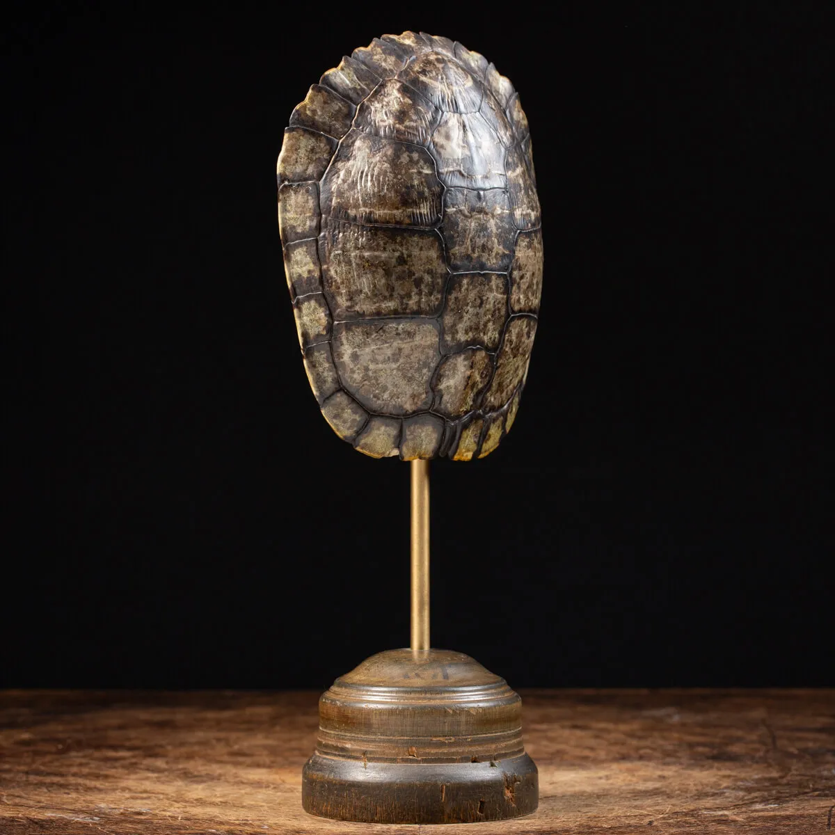 Carapace di Tartaruga