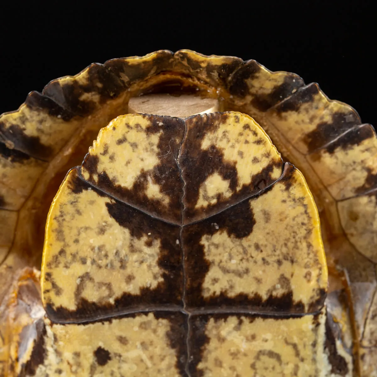 Carapace di Tartaruga