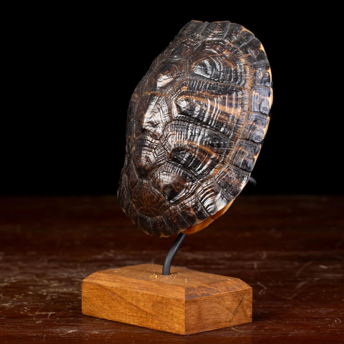 Carapace di Tartaruga Trachemys Decussata su Base in Legno.