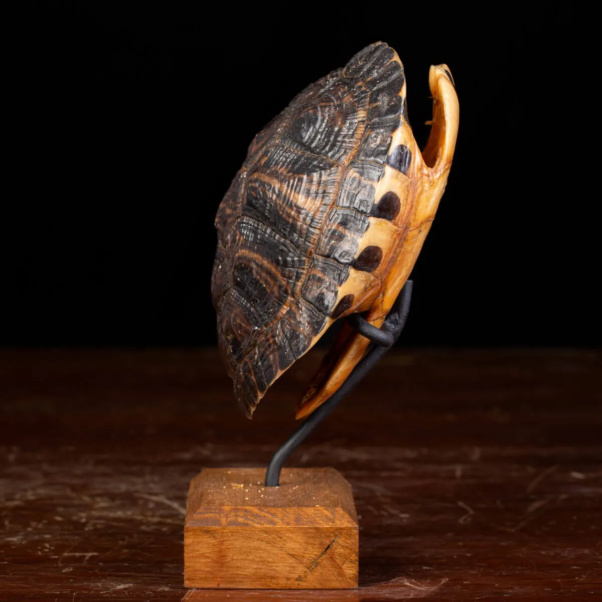 Carapace di Tartaruga Trachemys Decussata su Base in Legno.