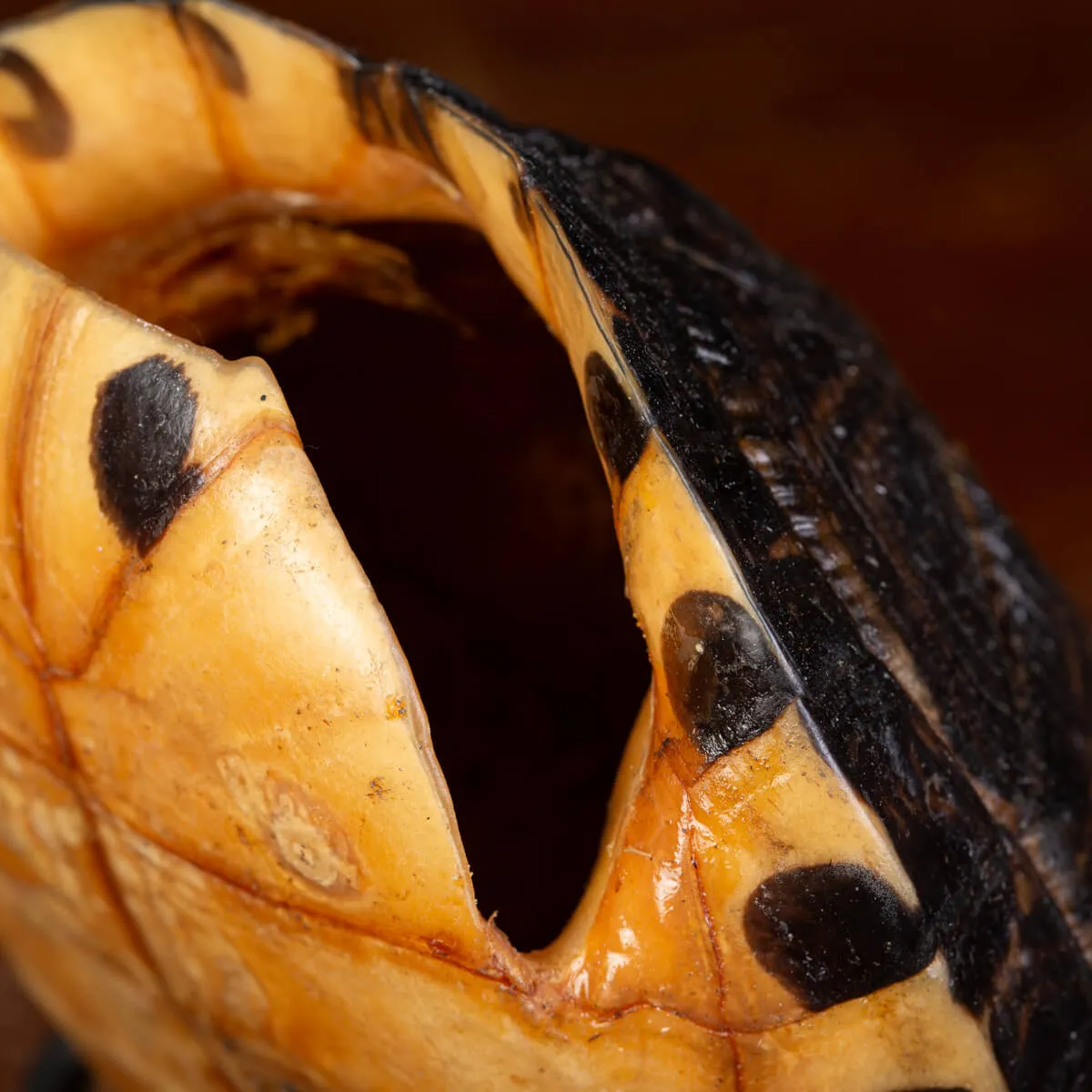 Carapace di Tartaruga Trachemys Decussata su Base in Legno.