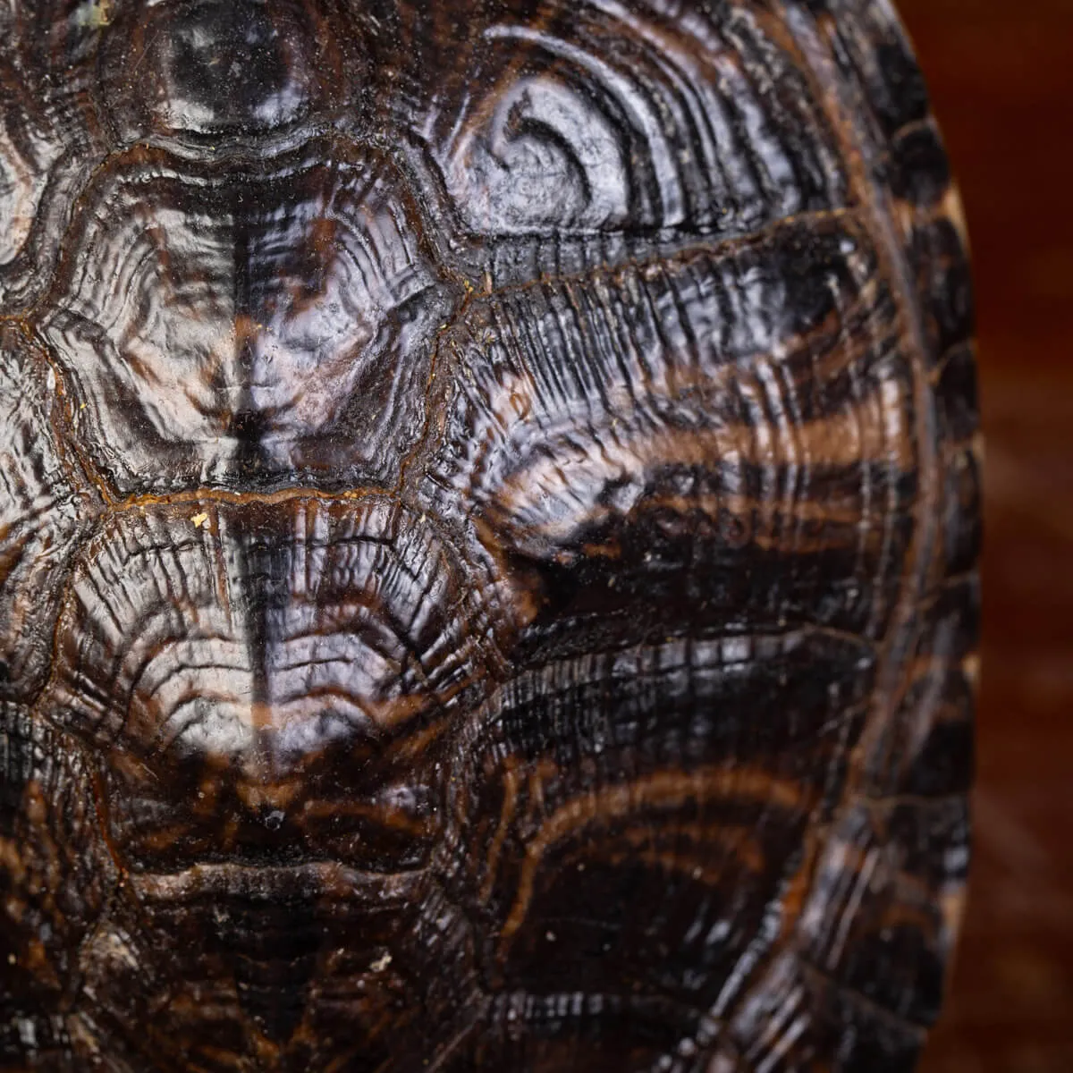 Carapace di Tartaruga Trachemys Decussata su Base in Legno.