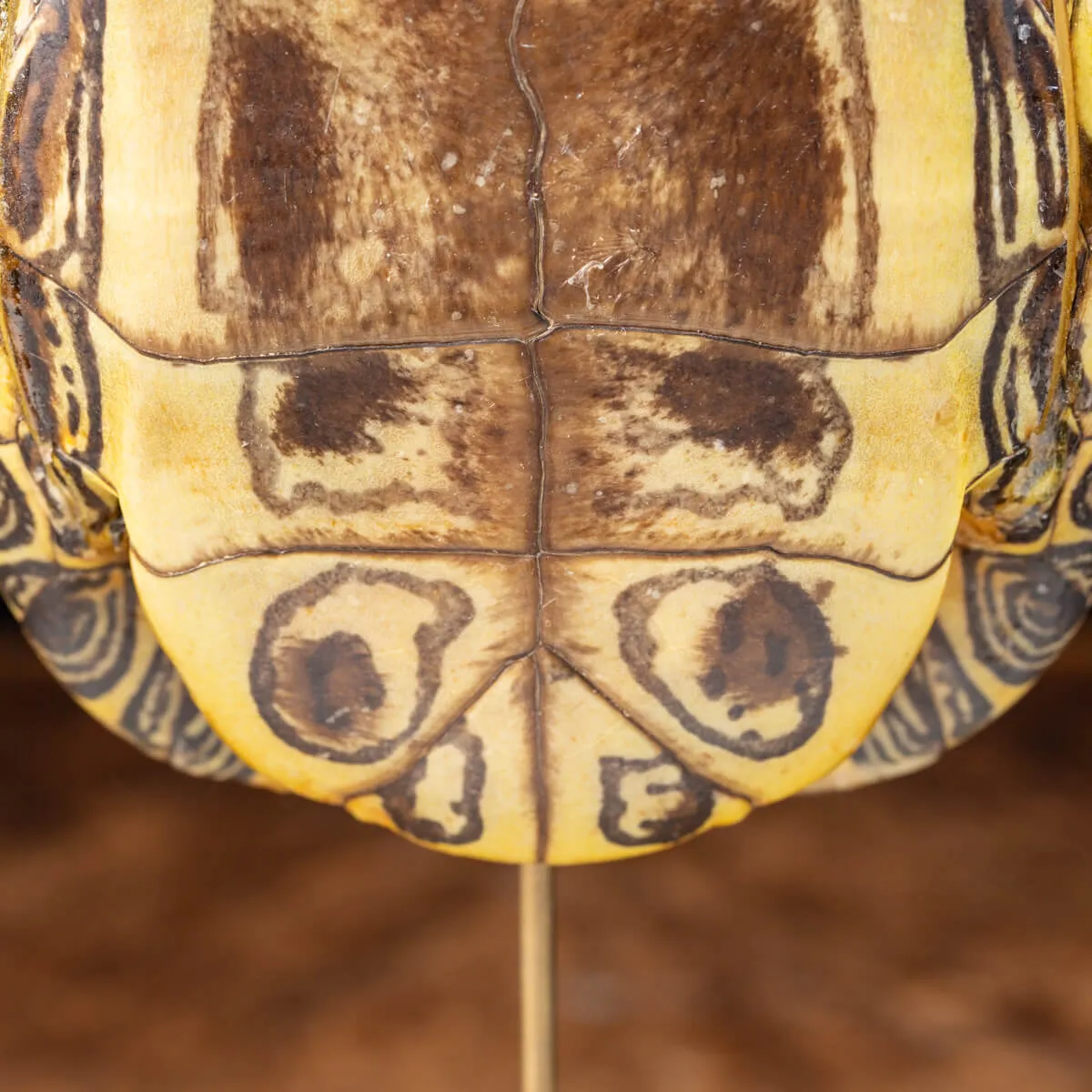 Carapace di Tartaruga