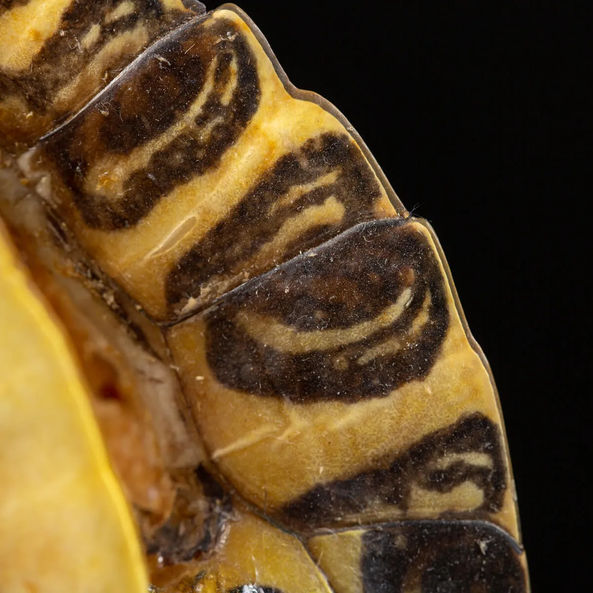 Carapace di Tartaruga