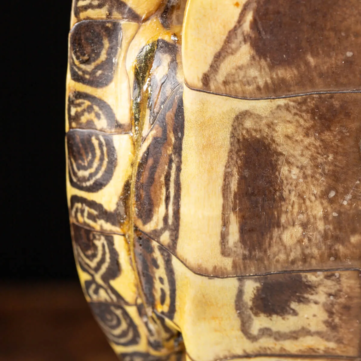 Carapace di Tartaruga