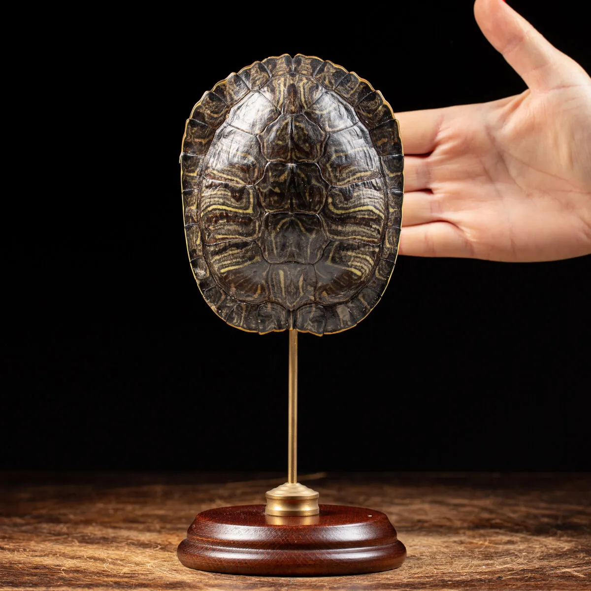 Carapace di Tartaruga