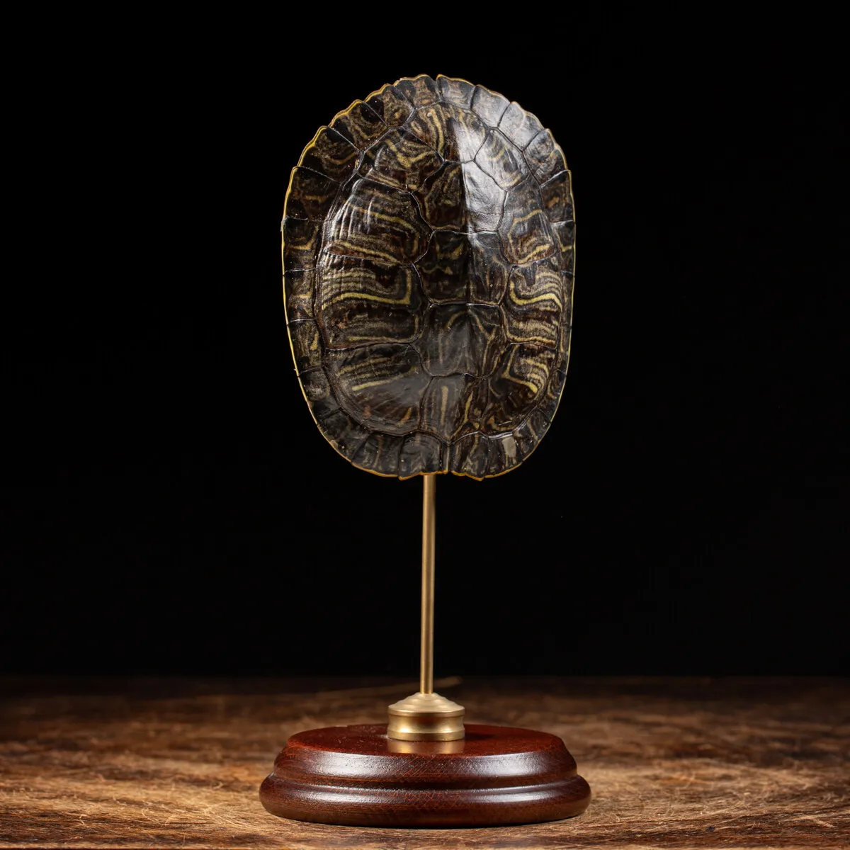 Carapace di Tartaruga