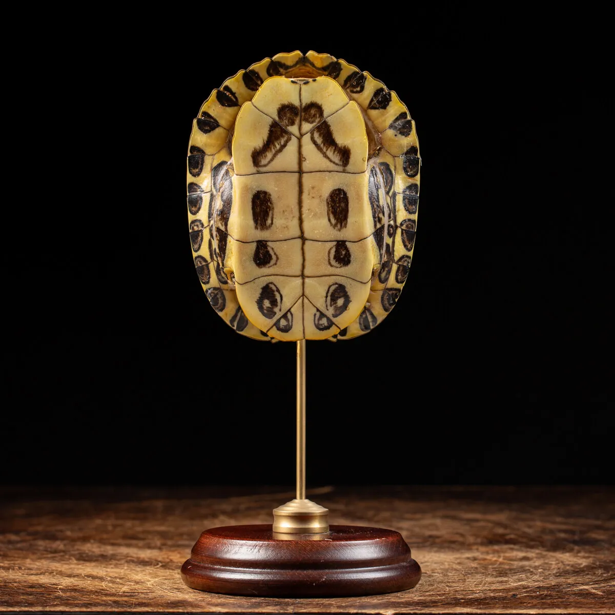 Carapace di Tartaruga
