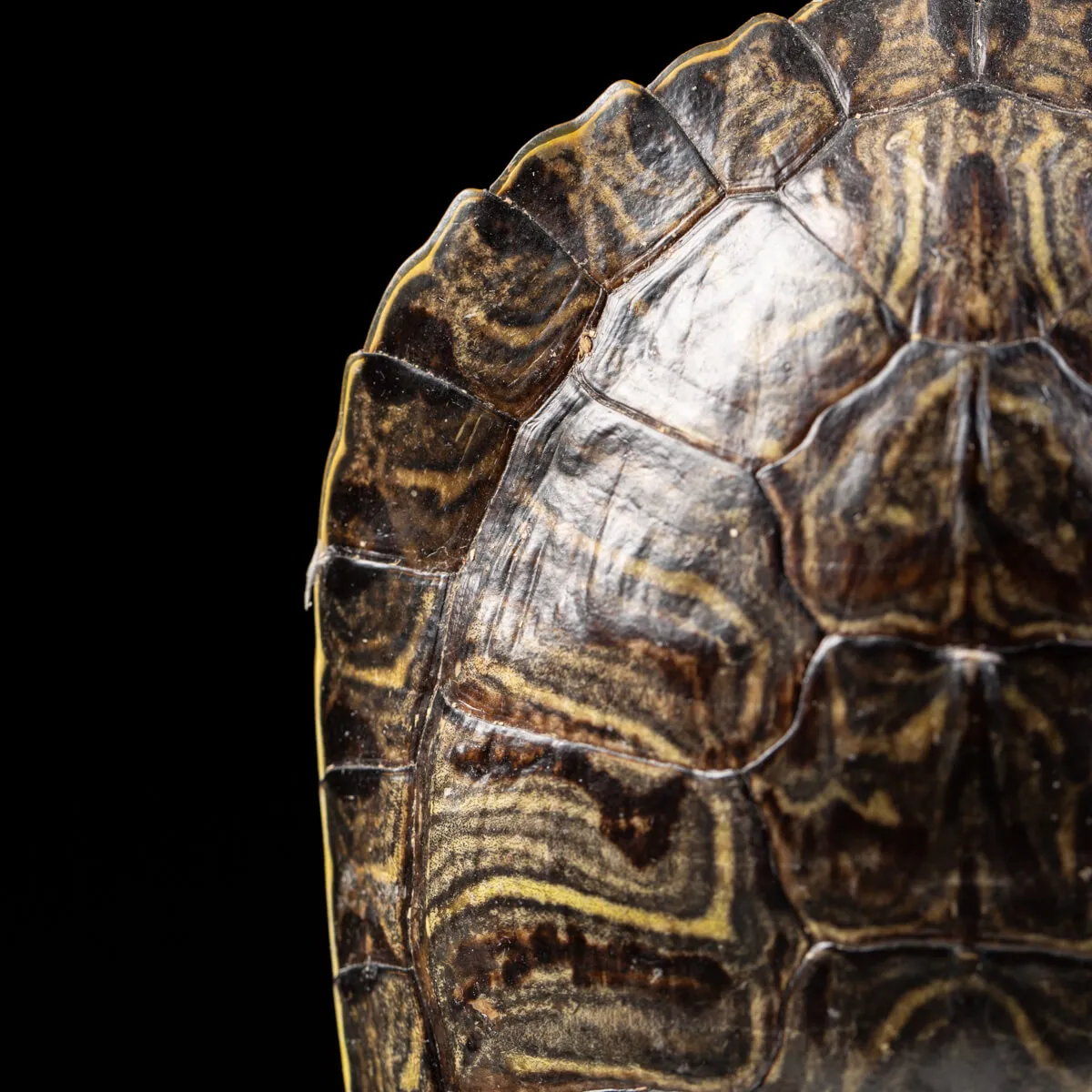 Carapace di Tartaruga