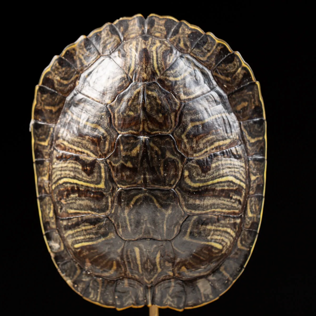 Carapace di Tartaruga