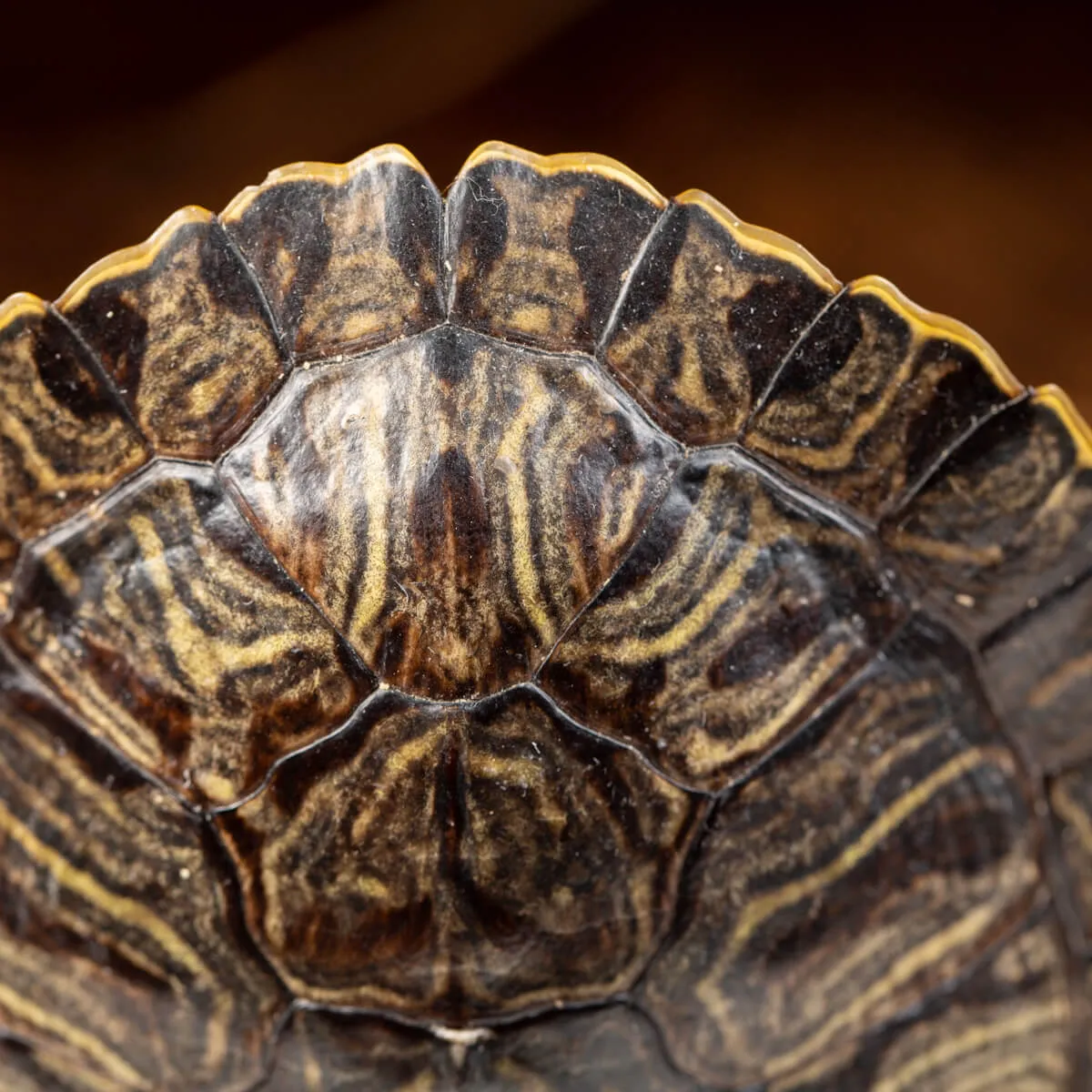 Carapace di Tartaruga