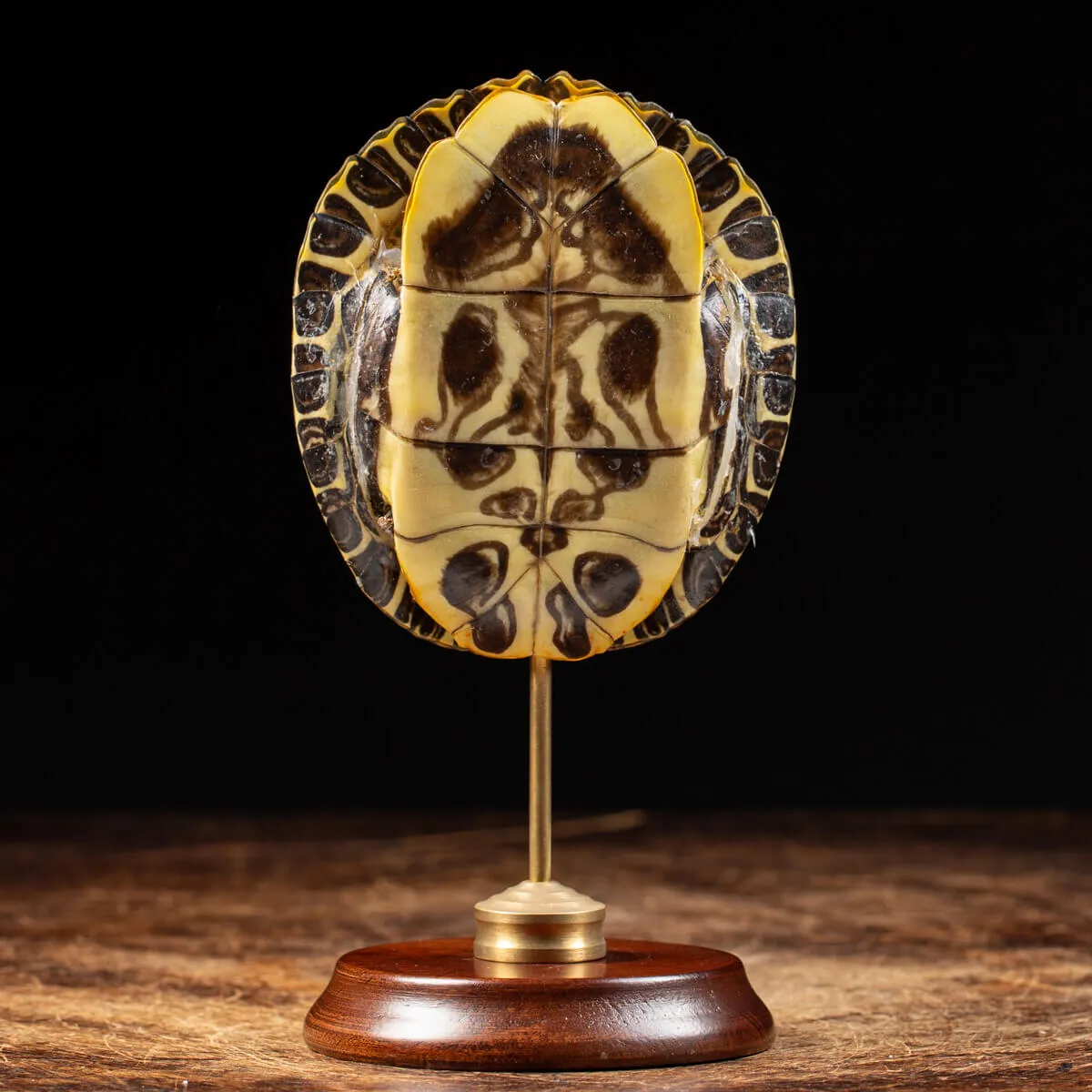Carapace di Tartaruga