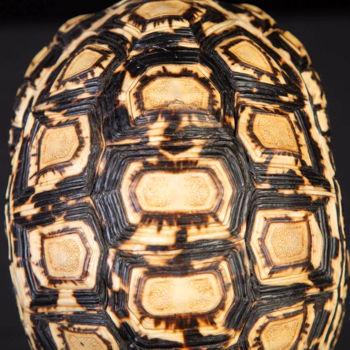 Turtle Shell Stoggles Turtle shell Carapace of Stigmochelys Pardalis. - TAR-15