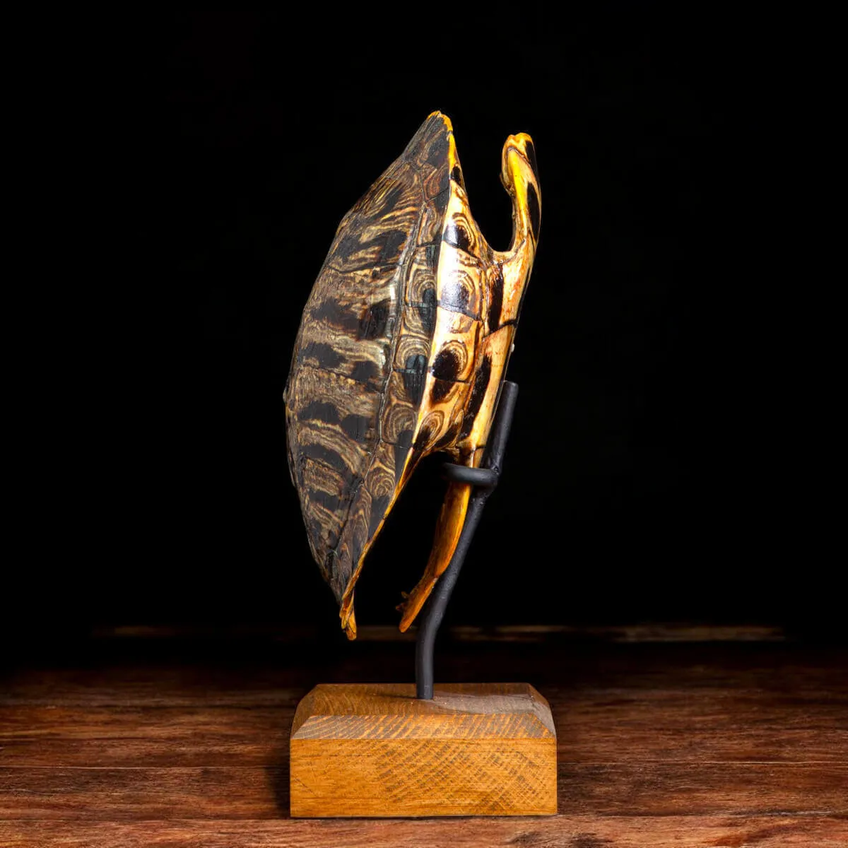 Carapace di Trachemys Scripta – Montaggio in stile Wunderkammer.