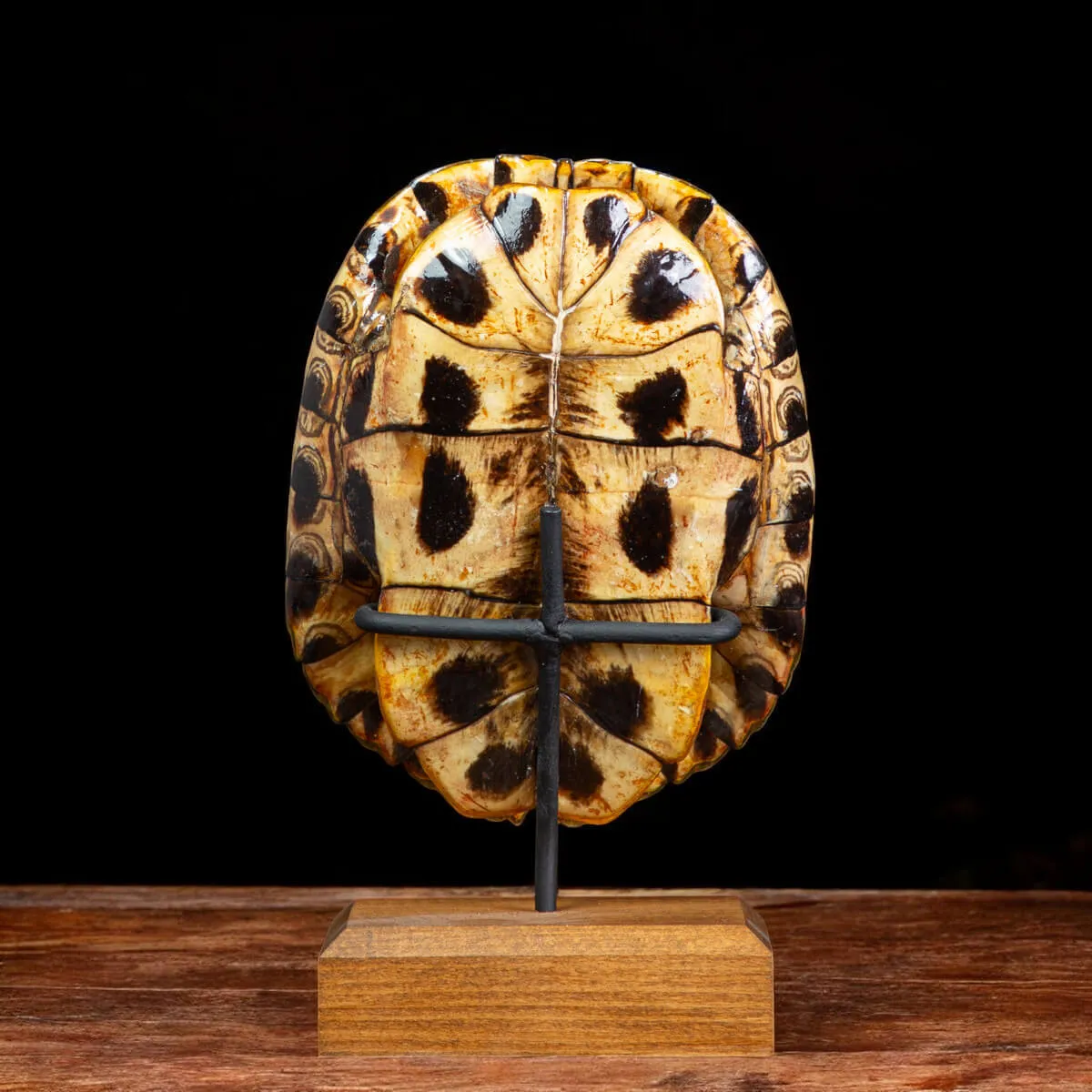 Carapace di Trachemys Scripta – Montaggio in stile Wunderkammer.