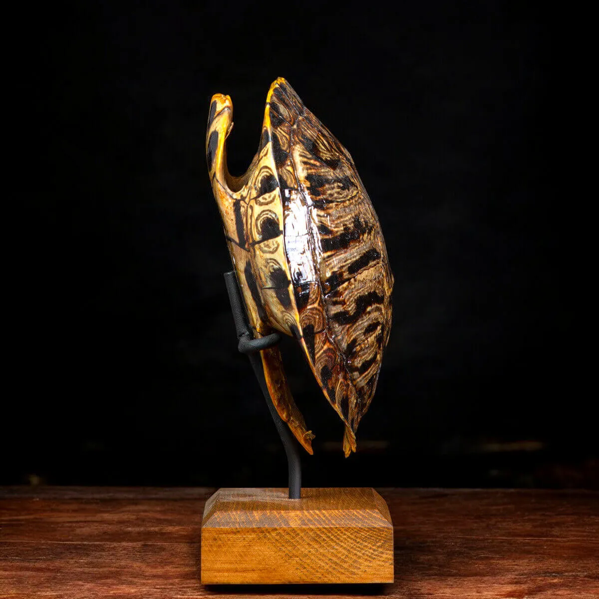 Carapace di Trachemys Scripta – Montaggio in stile Wunderkammer.