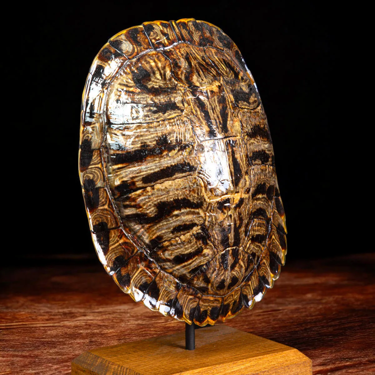 Carapace di Trachemys Scripta – Montaggio in stile Wunderkammer.