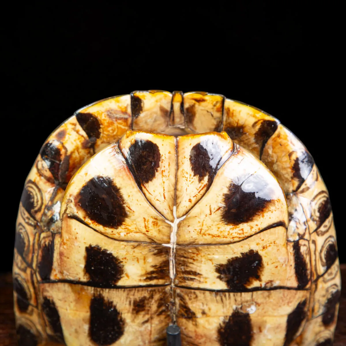 Carapace di Trachemys Scripta – Montaggio in stile Wunderkammer.