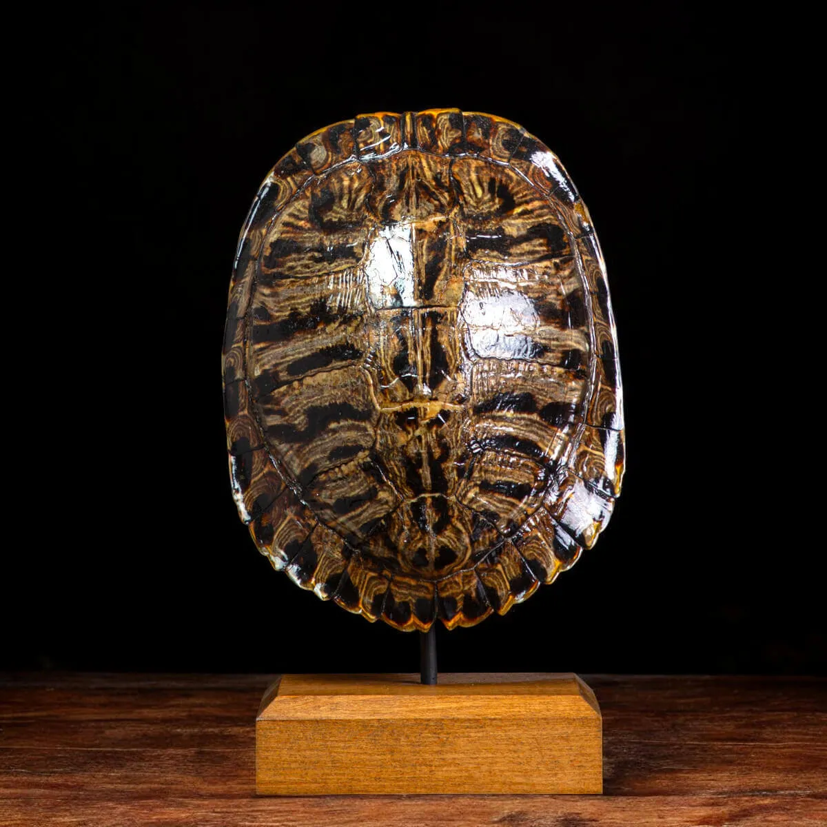 Carapace di Trachemys Scripta – Montaggio in stile Wunderkammer.