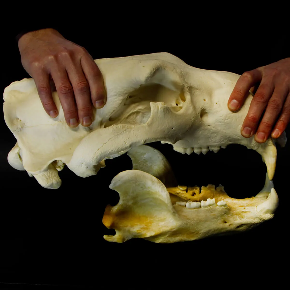 Teschio di Orso Polare