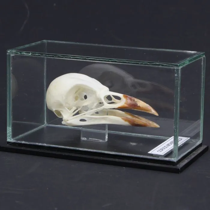 Teschio di Taccola - Corvus Monedula