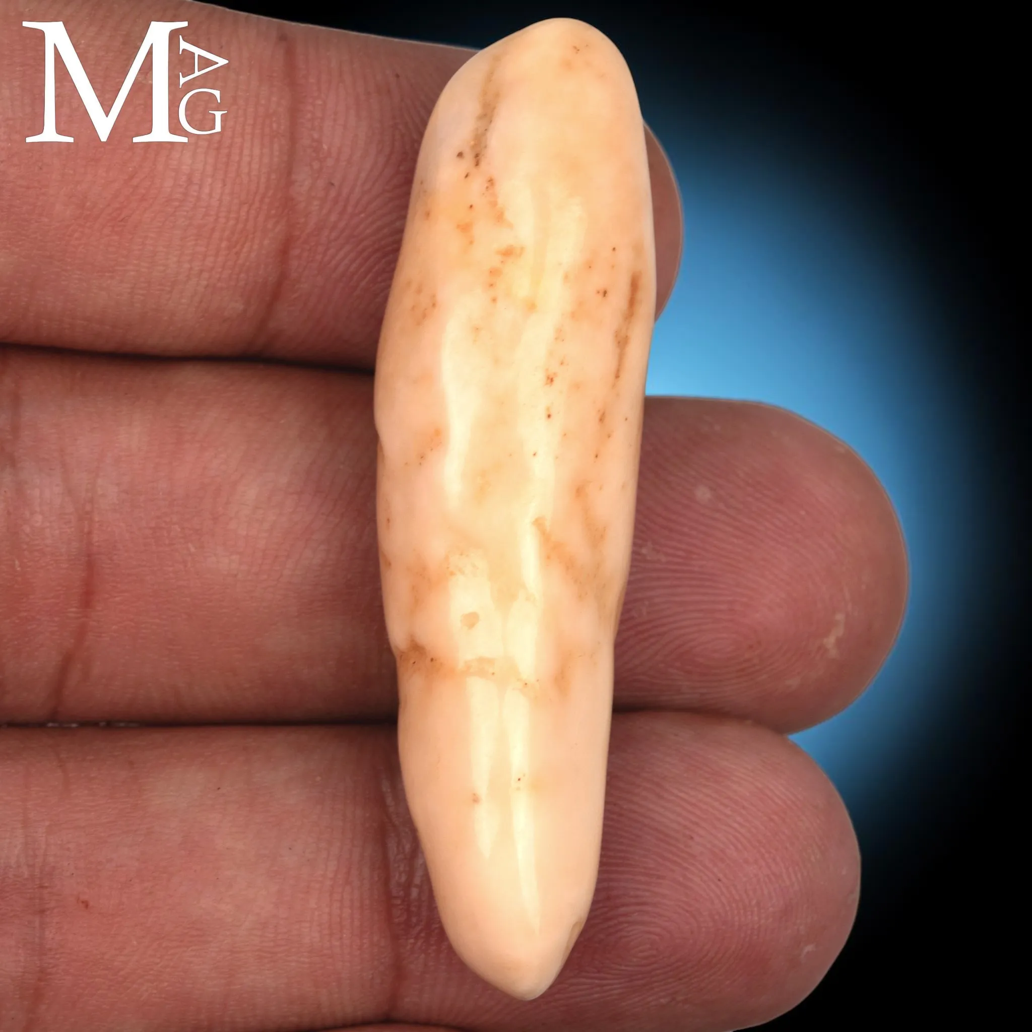 Antico dente di Tricheco Artico – Odobenus Rosmarus