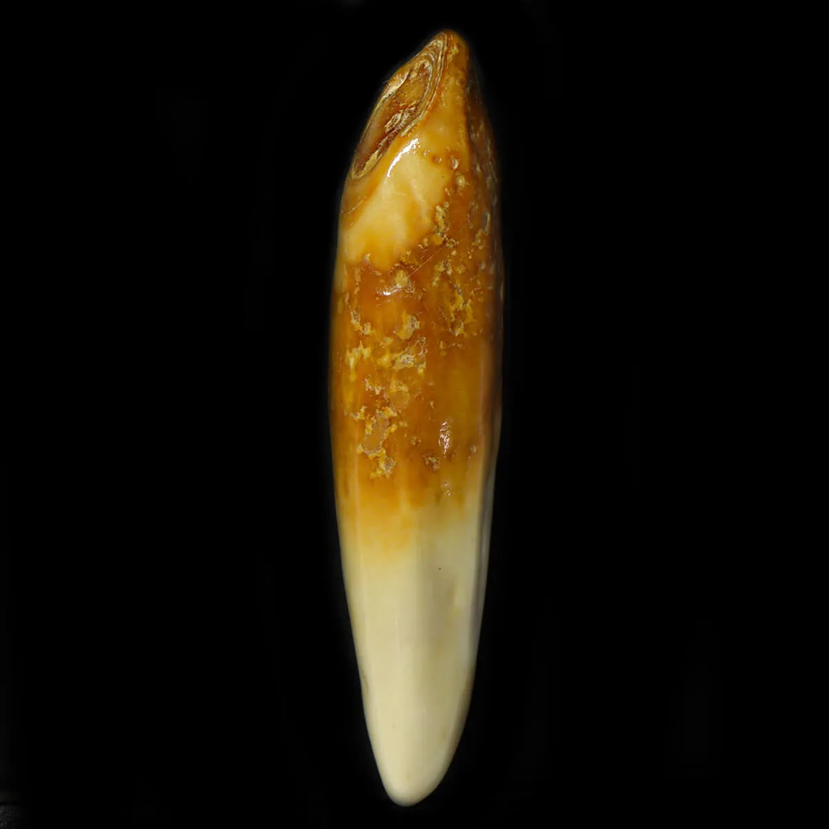 Dente di Tricheco