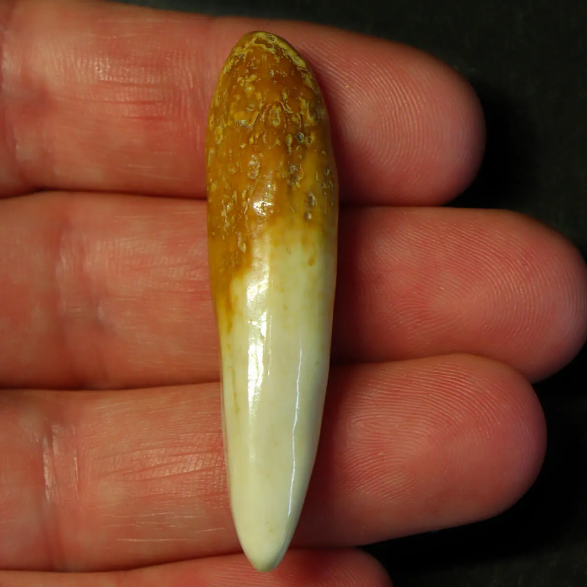 Dente di Tricheco