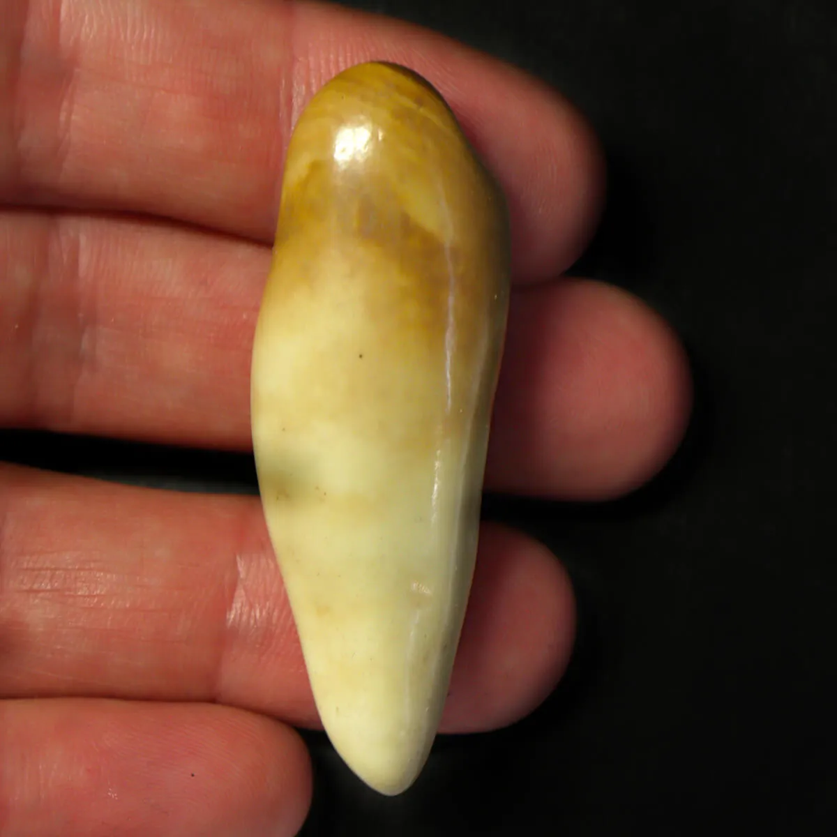 Dente di Tricheco