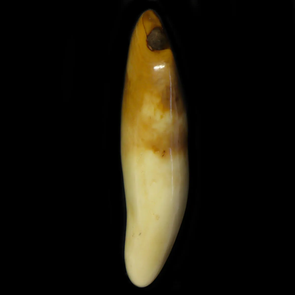 Dente di Tricheco