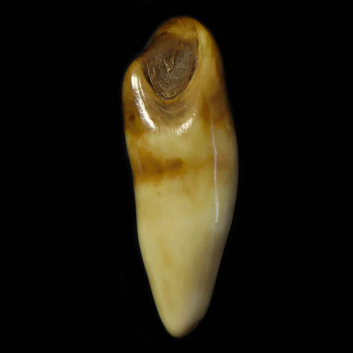 Dente di Tricheco