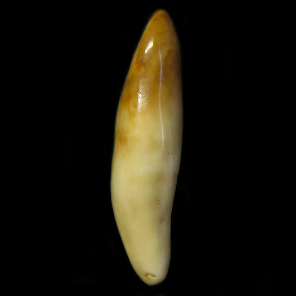 Dente di Tricheco