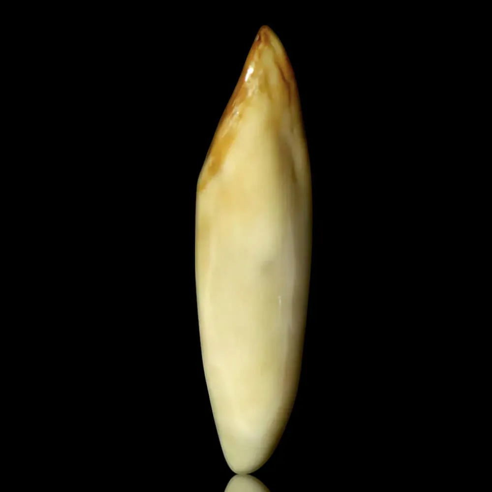 Dente di Tricheco in Avorio –  Alaska