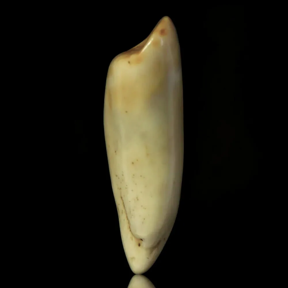 Dente di Tricheco in Avorio – Sub-Fossile.