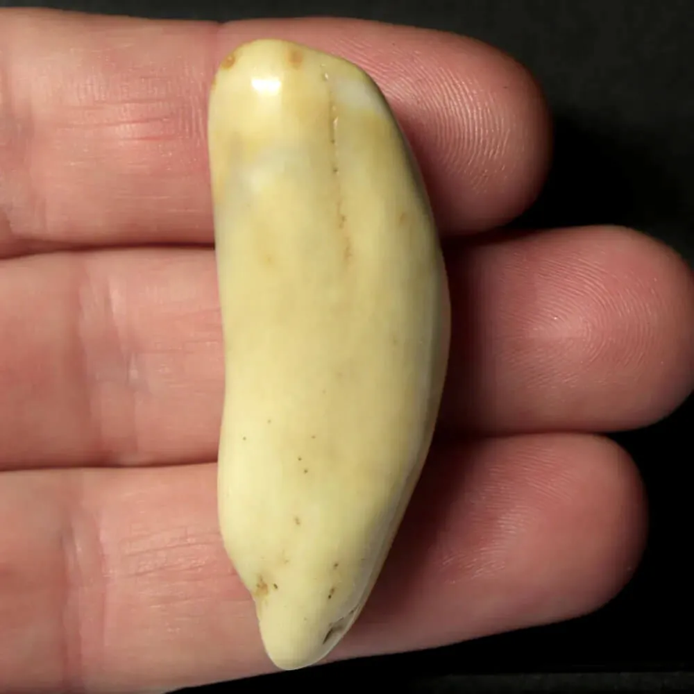 Dente di Tricheco in Avorio – Sub-Fossile.
