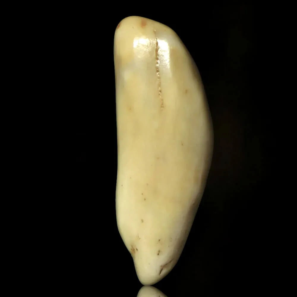 Dente di Tricheco in Avorio – Sub-Fossile.