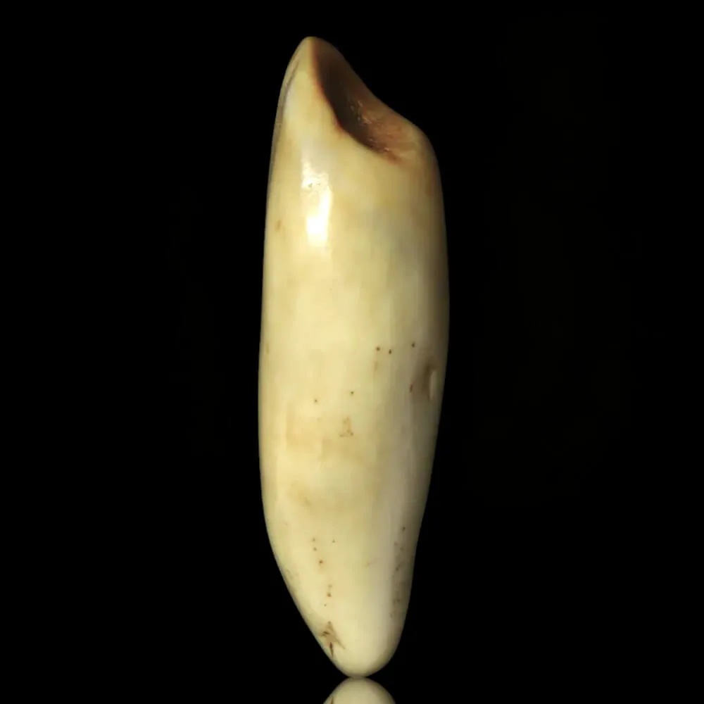 Dente di Tricheco in Avorio – Sub-Fossile.