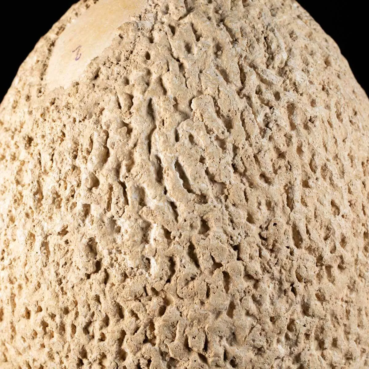Uovo di Aepyornis