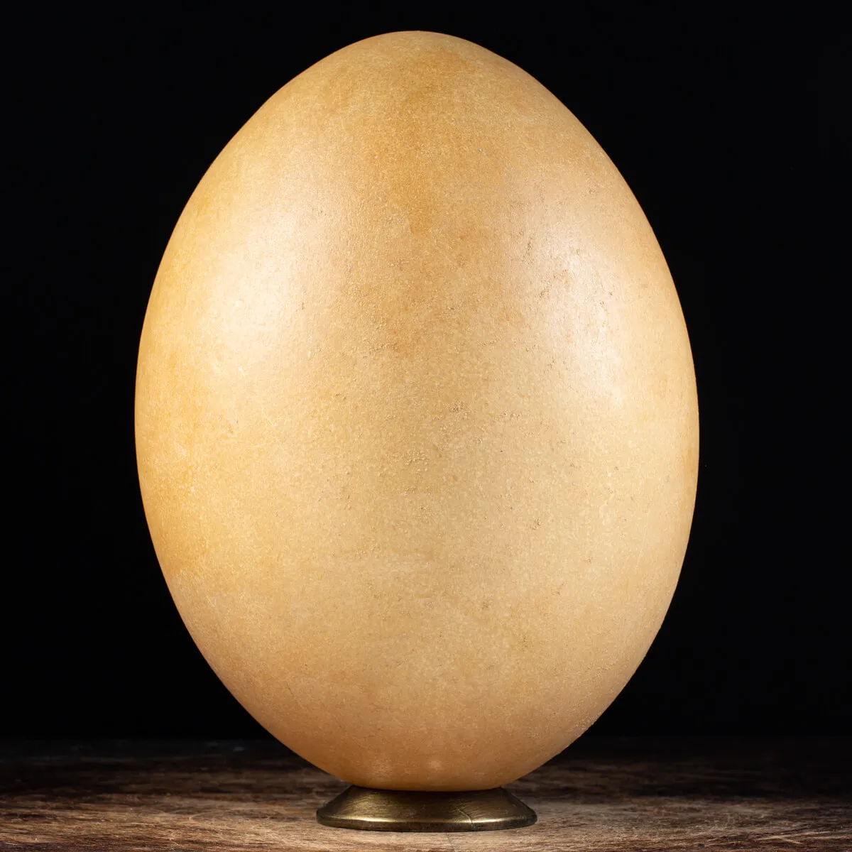 Uovo di Aepyornis