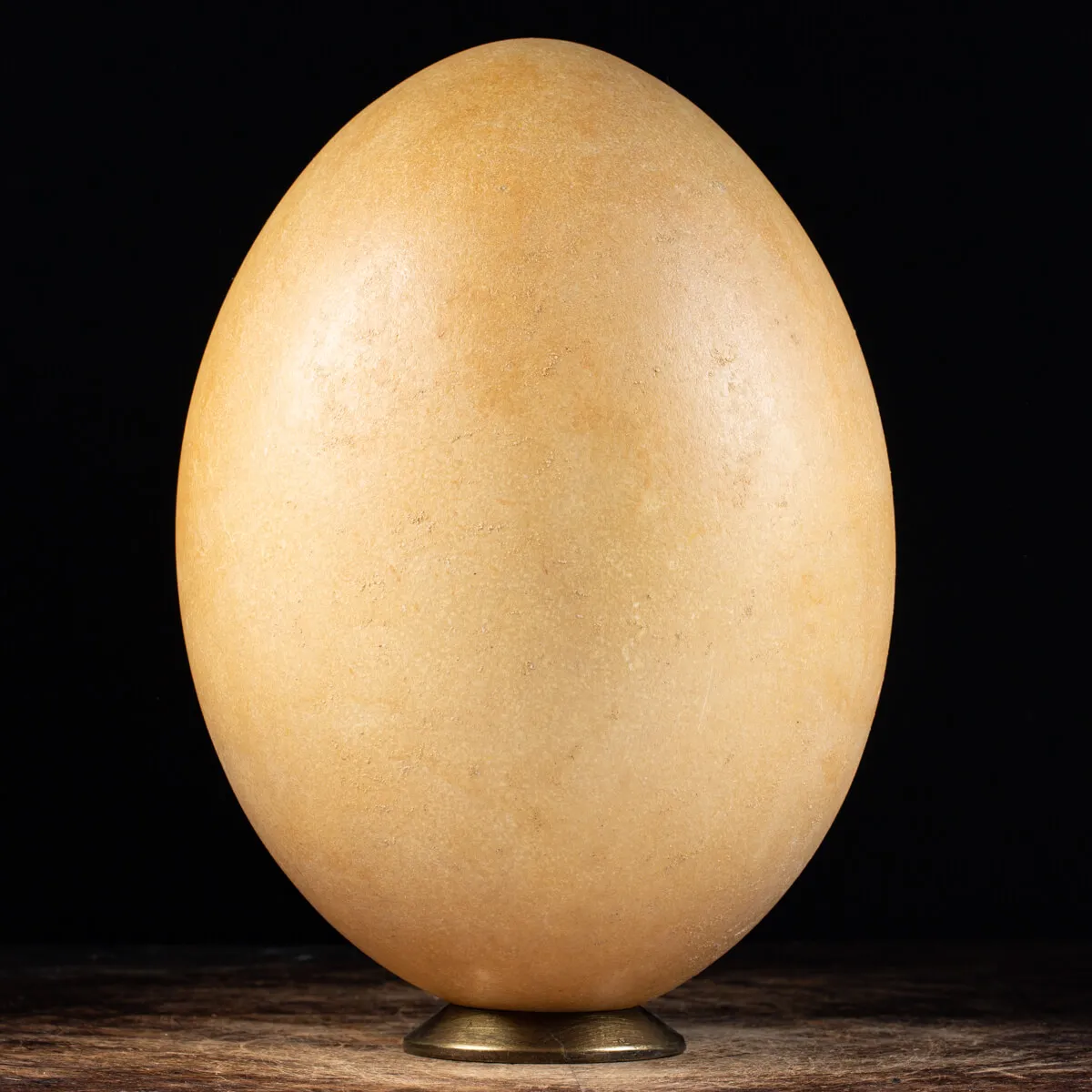 Uovo di Aepyornis